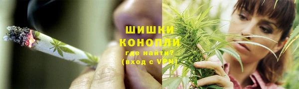 прущие грибы Верея